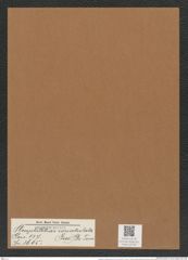 Amphitetras zonatulata (Grev.) De-Toni (de-Toni-Nr.: Genus 137, Species 3605) Zeichnungen Sammlung Grunow Mappe 03758 (Herbarium_W_Grunow_drawings_Folder_03758)